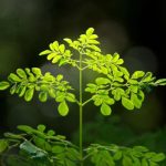 Moringa as the Superhero Leafy Green Moringa